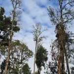 Bosque nativo Chile.