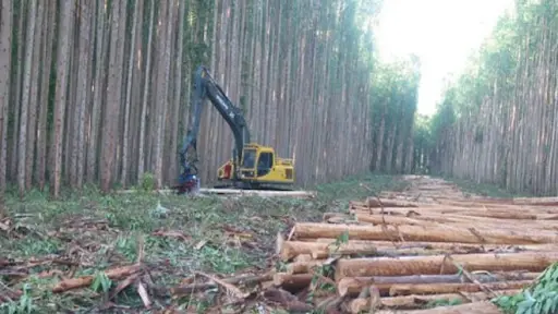 Presentan estrategia para reactivar el sector forestal en Chile