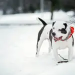 Es esencial seguir una serie de consejos si considera llevar a su perro a la nieve. nieve, freepik.es