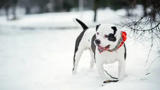 ¿Llevarás a tu perro a la nieve? Especialista entrega tips para sus cuidados