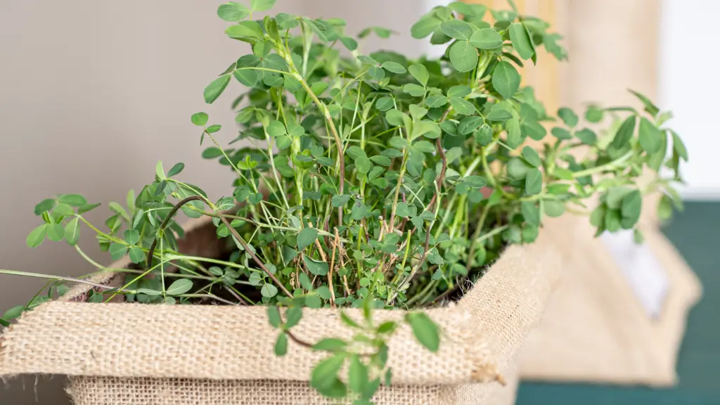 Variedad de Alfalfa Kauke.