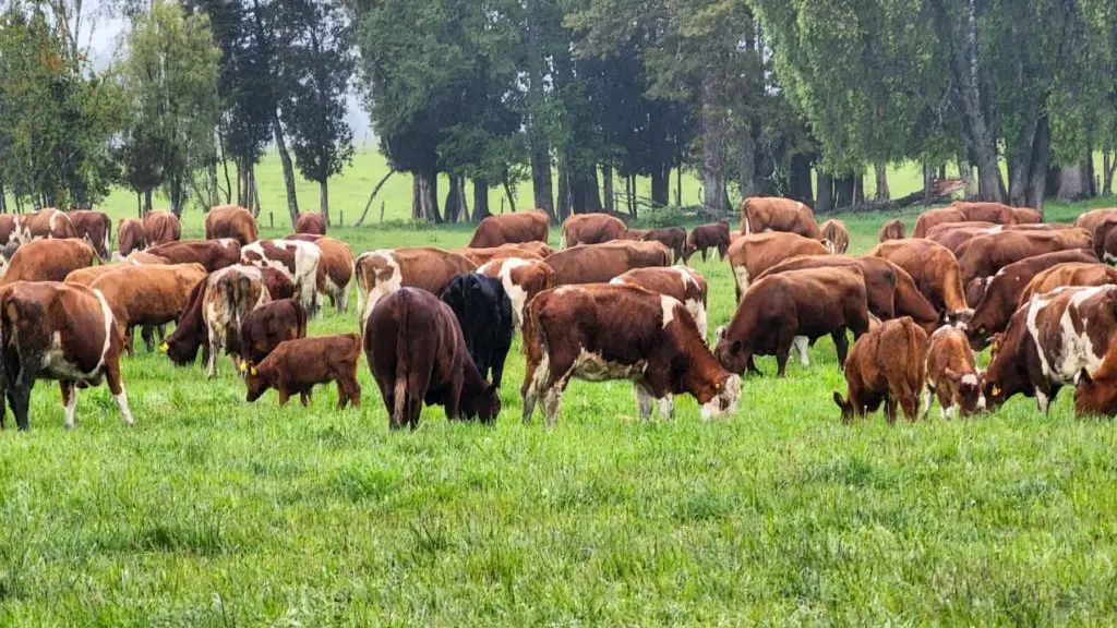La ganadería regenerativa une la producción del alimento del animal con el animal, manteniendo los procesos regenerativos naturales.