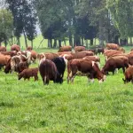 La ganadería regenerativa une la producción del alimento del animal con el animal, manteniendo los procesos regenerativos naturales.