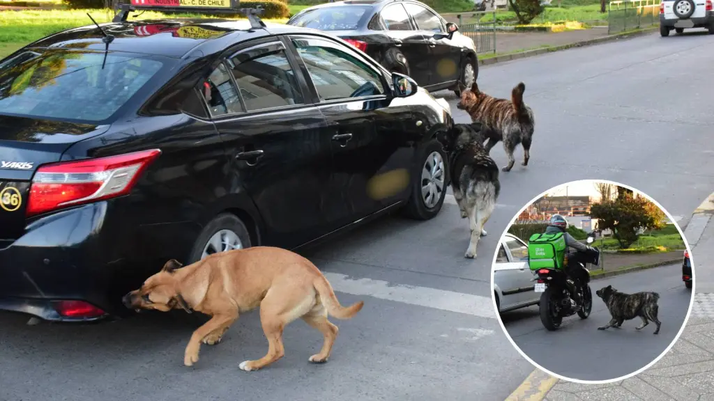 Denuncian reiterados ataques de perros a vehículos y ciclistas en calles céntricas de Los Ángeles, La Tribuna