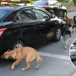 Denuncian reiterados ataques de perros a vehículos y ciclistas en calles céntricas de Los Ángeles, La Tribuna