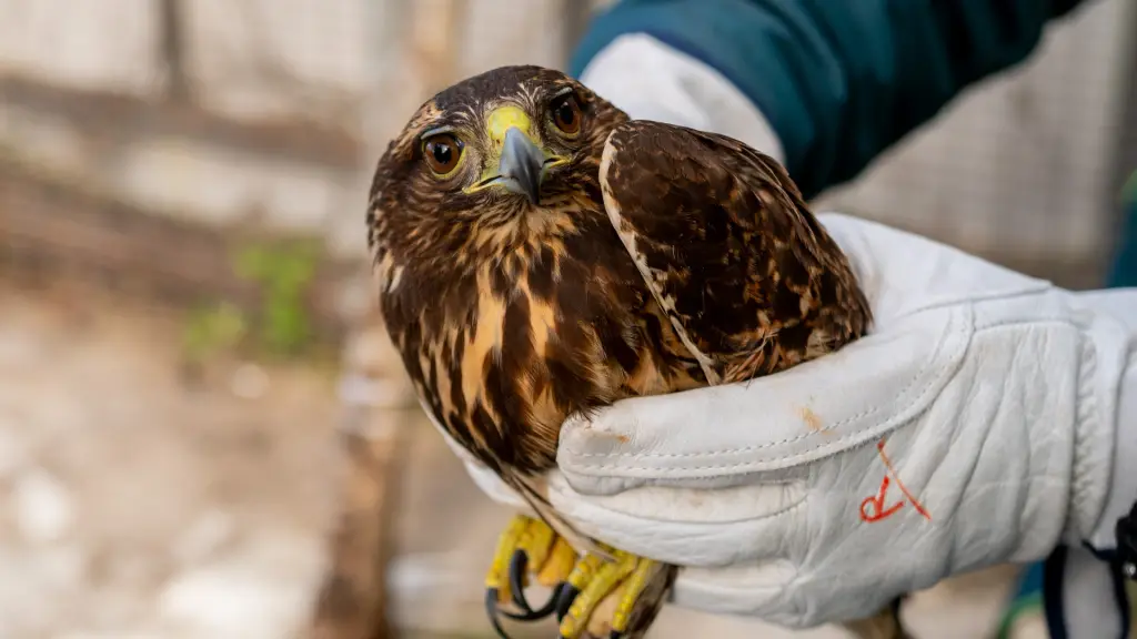 Peuco rescatado rehabilitado.