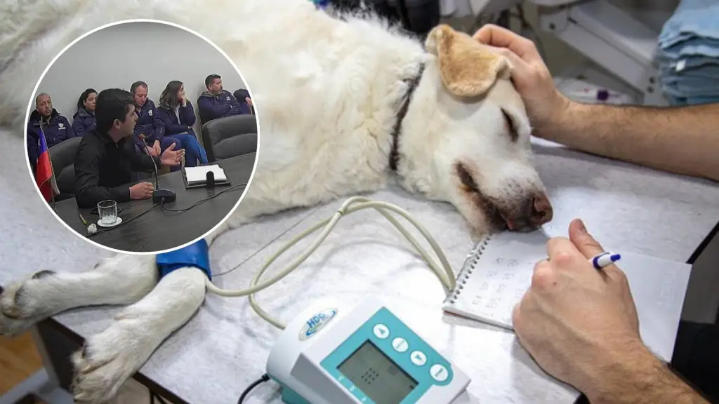 Polémica por datos de fallecimientos y esterilizaciones de mascotas en el Centro Veterinario Municipal, Cedida