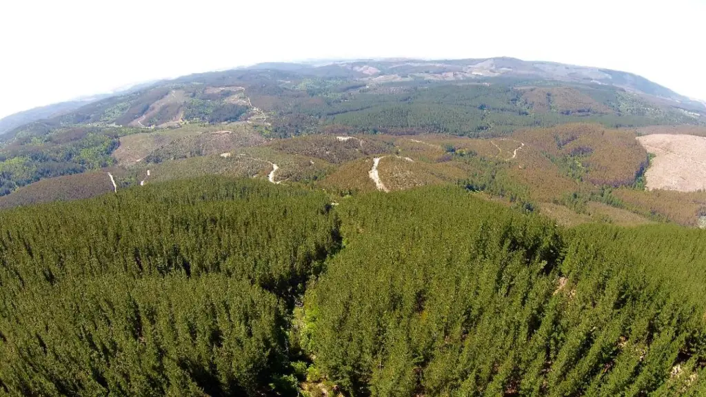 Se llamó a observar los beneficios que entrega el sector forestal para abordar el desafío de elaborar un plan que lo saque de la crisis en la cual se encuentra.