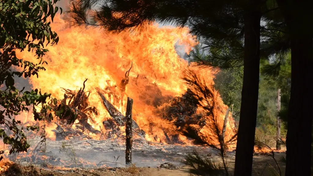 Incendios forestales en Bío Bío, Fredy Muñoz, Archivo - La Tribuna