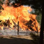 Incendios forestales en Bío Bío, Fredy Muñoz, Archivo - La Tribuna