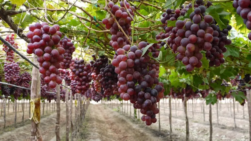 Uva de mesa chilena.