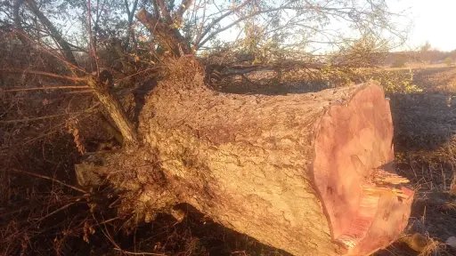 Acusan tala ilegal de bosque nativo en El Huertón: Reclaman nula fiscalización de Conaf