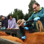 Chile se ha destacado por su calidad sanitaria en el ganado en general, por ejemplo, con iniciativas pioneras en el cono sur para abordar la problemática de la fiebre aftosa.