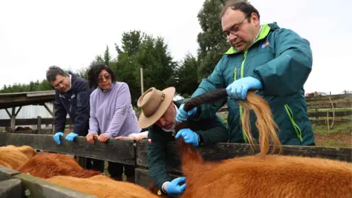 Fedecarne valora trabajo intersectorial para erradicar la brucelosis bovina en Chile