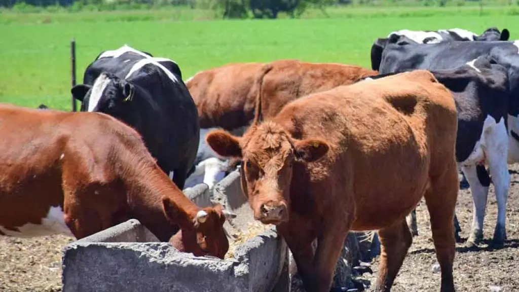 Ganado, Archivo La Tribuna