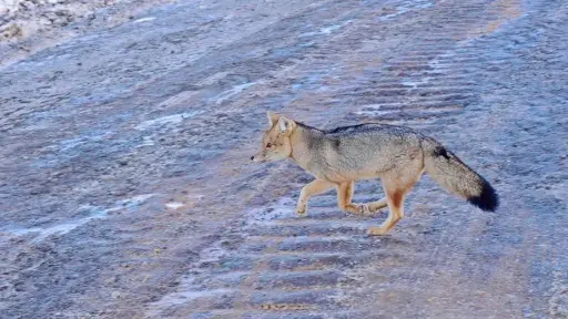 El zorro culpeo y su paso en solitario por el Parque Nacional Laguna del Laja