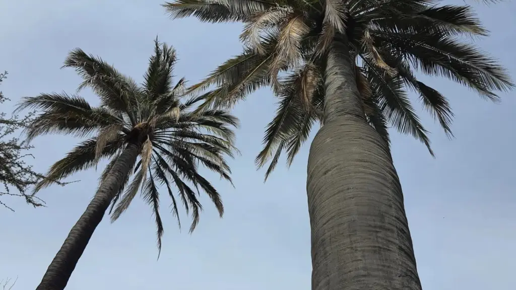 El picudo rojo de las palmeras es una plaga originaria de Asia, que se alimenta de las palmeras, provocando su muerte.