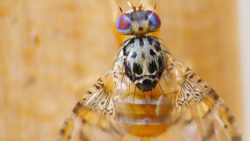 Chile es el único país libre de mosca de la fruta en Latinoamérica y si bien hay casos, son pocos y se tratan y cuarentenan de manera pertinente.