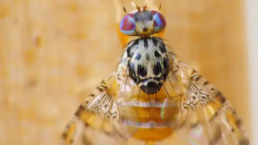 Destacan control de plaga de mosca de la fruta en Biobío para el desarrollo frutícola local