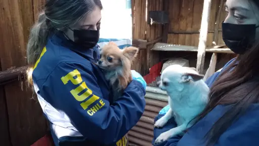 Rescatan perros de criadero clandestino en Temuco: revelan condiciones de extrema crueldad 