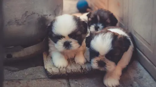 ¿Cuáles son las reglas que debe seguir un criadero de perros? Colegio Médico Veterinario las explica