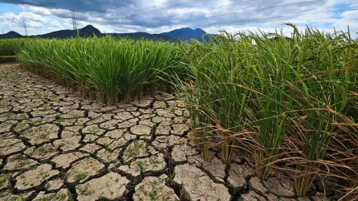 ChileBIO: Biotecnología permitiría desarrollar cultivos que soporten condiciones climáticas adversas