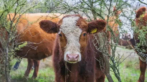 Ganadería Regenerativa: conservación del suelo, captura de carbono y desarrollo para la Agricultura Campesina en Chile
