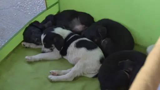 Impulsan campaña solidaria para recolectar alimento para mascotas sin dueño en Nacimiento