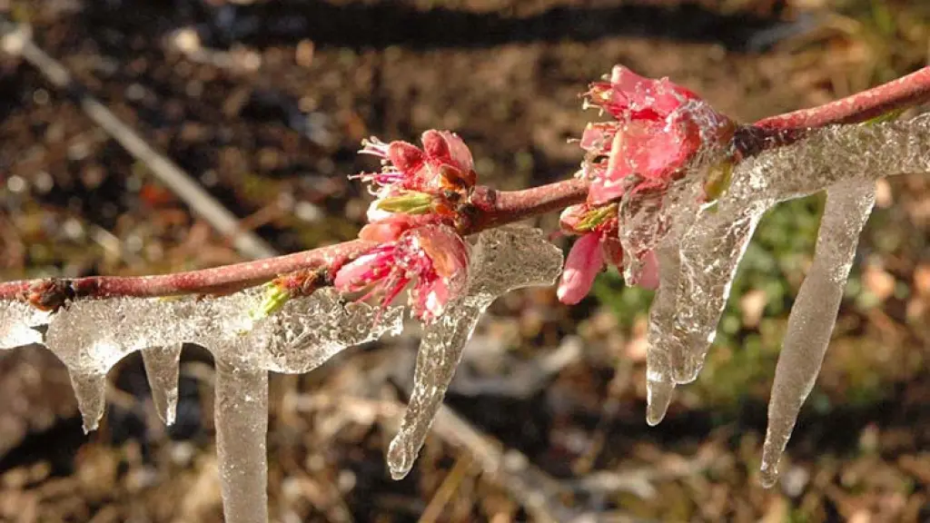 Las heladas de primavera son las más peligrosas, debido a los daños que pueden causar en frutales así como en cultivos en proceso de floración.
