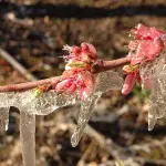 Las heladas de primavera son las más peligrosas, debido a los daños que pueden causar en frutales así como en cultivos en proceso de floración.