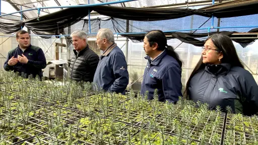 Donan 100 mil plantas a vecinos de La Araucanía para recuperar zonas afectadas por incendios