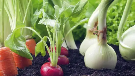 Productores afirman que no hay una razón de peso para que las hortalizas suban precio a niveles exorbitantes