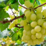 Uva de mesa chilena.