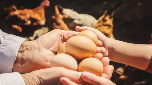 Aumento en la producción de huevos en Chile incremento de un 2,3% en enero de 2025