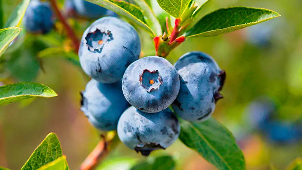 Chile es muy valorado en su producción de fruta por parte de los mercados extranjeros, gracias a su condición geográfica, al ser productor de contra-estación del hemisferio norte.