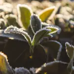 Las aguas frías traerán heladas polares, por lo que la primavera será más seca, con días soleados y probables heladas hasta septiembre e incluso octubre.