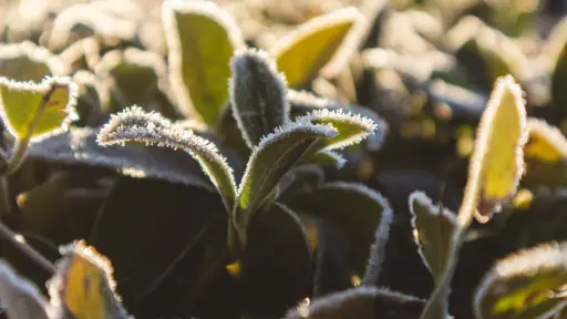 Experto entregó recomendaciones agrícolas para enfrentar Fenómeno de la Niña