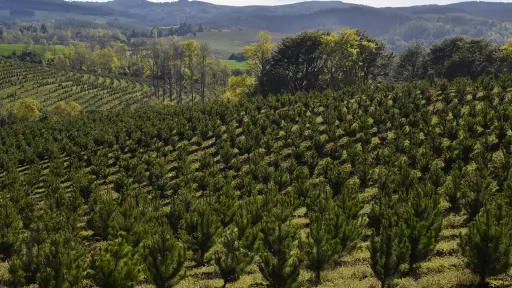 Presentaron desafíos para reactivar el sector forestal