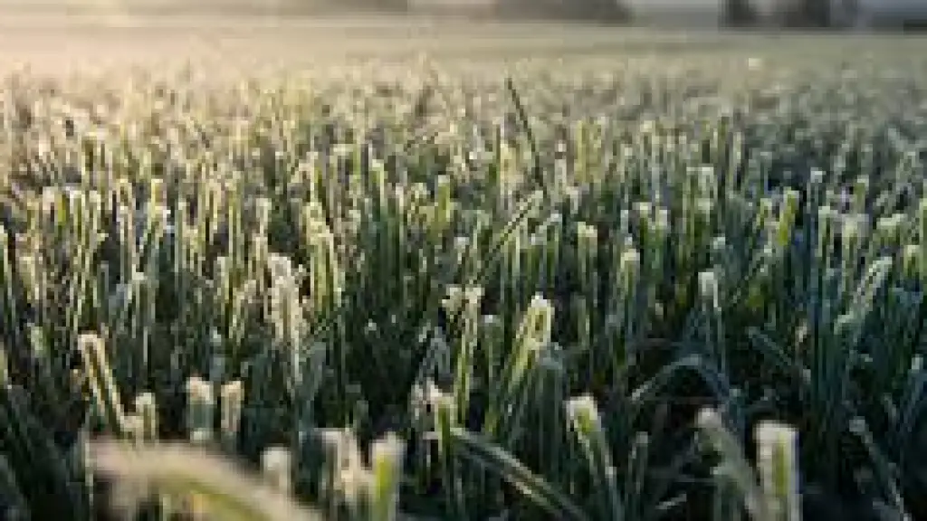 Anticipan heladas, de contexto