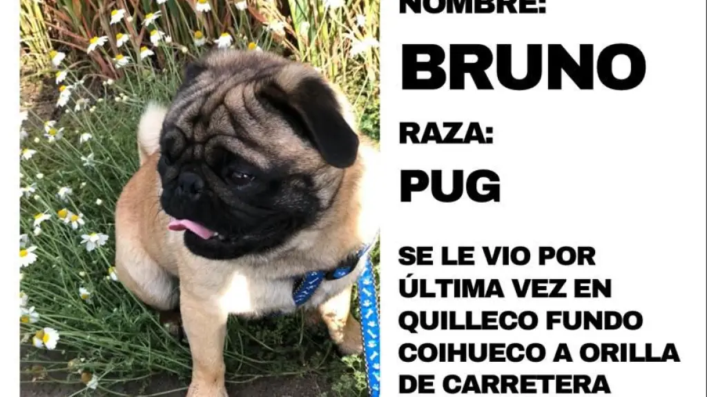 Quillecana pide ayuda para buscar a “Bruno”, su perro perdido desde el 26 de julio