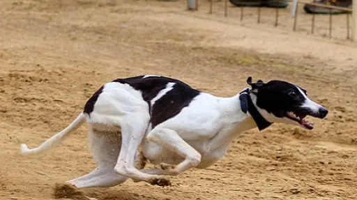Sala rechazó proyecto que prohibía las carreras de perros