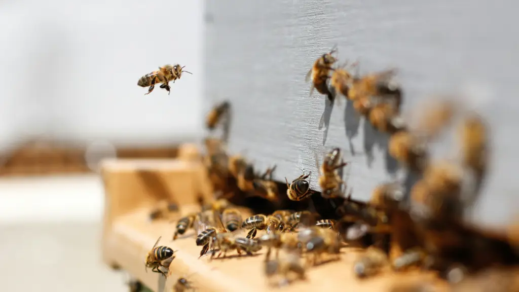 Las abejas son necesarias para la producción frutícola y semillera nacional, así como para los apicultores que dependen de esto para sustentar su actividad.