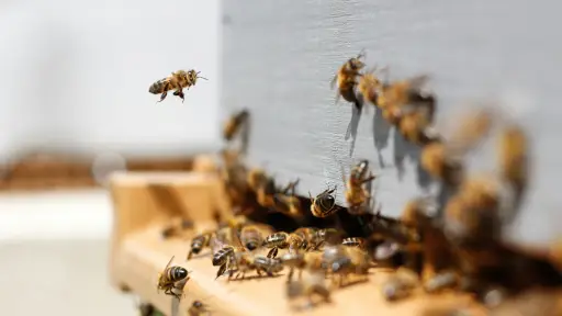 Apicultores alertan sobre complejo panorama para mantener su actividad a flote