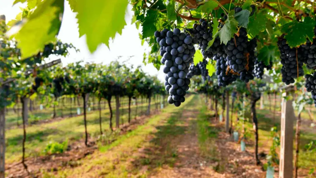 Fruta fresca chilena.