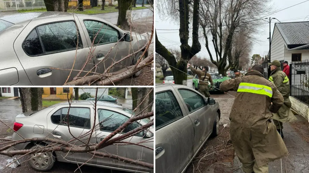 Conductor relata impacto por caída de árbol en su vehículo: “Pasó casi encima de mi cabeza y por suerte logré esquivar”  