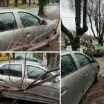 Conductor relata impacto por caída de árbol en su vehículo: “Pasó casi encima de mi cabeza y por suerte logré esquivar”  