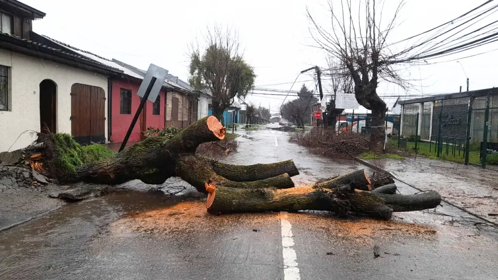 Más de 40 árboles caídos pero sin “grandes problemáticas”: Balance en Los Ángeles tras dos días de temporal