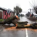 Más de 40 árboles caídos pero sin “grandes problemáticas”: Balance en Los Ángeles tras dos días de temporal