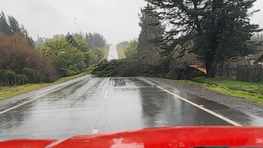 Caída de árbol registrada en la ruta que une Los Ángeles y Laja, Cedida