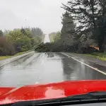 Caída de árbol registrada en la ruta que une Los Ángeles y Laja, Cedida